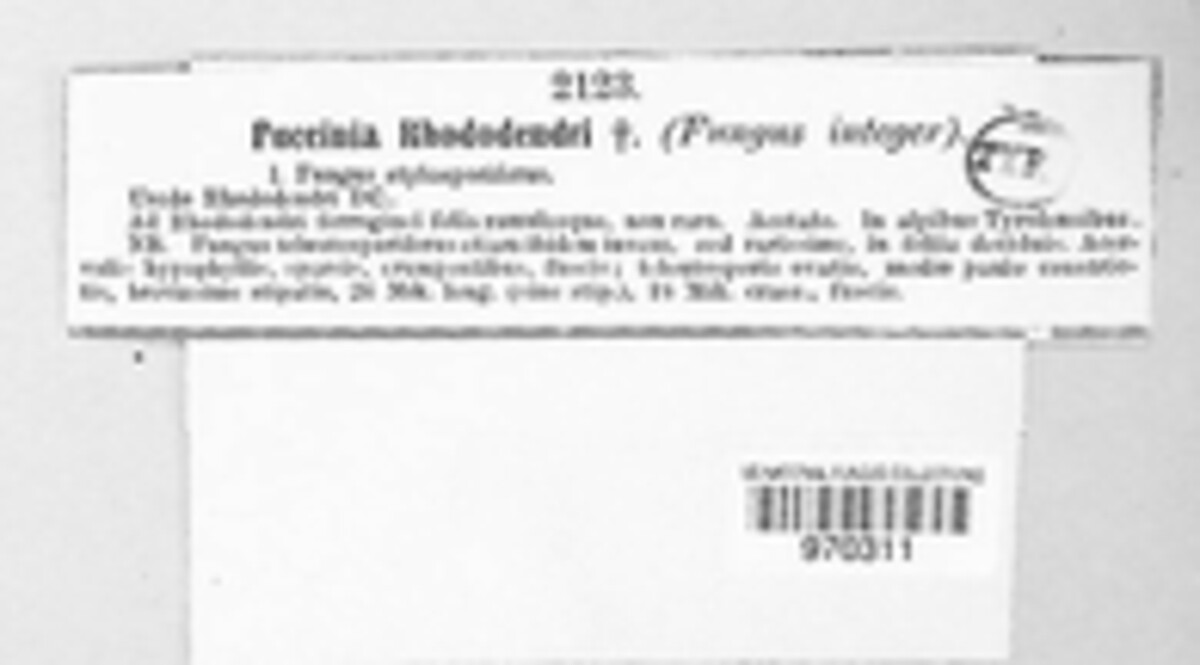 Chrysomyxa rhododendri image